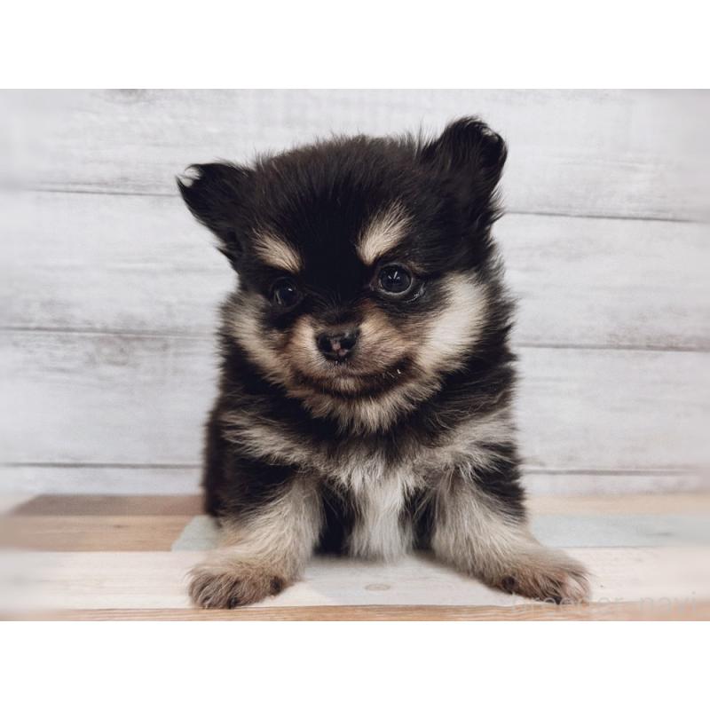 成約済の新潟県のポメチワ:ポメラニアン×チワワ-429650の5枚目