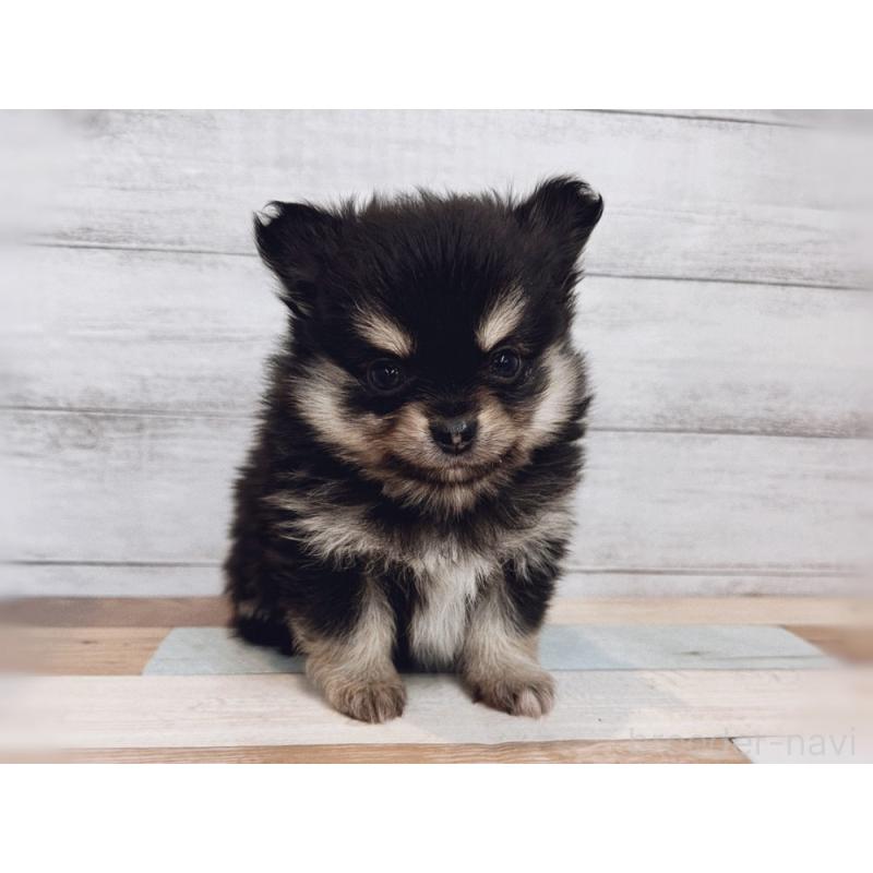 成約済の新潟県のポメチワ:ポメラニアン×チワワ-429650の4枚目