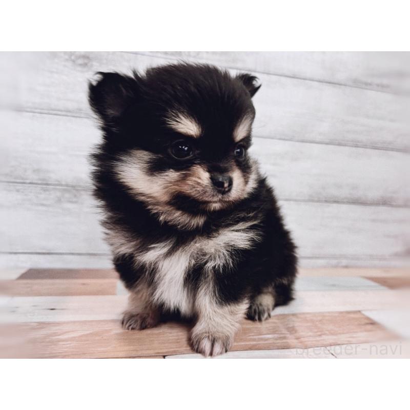 成約済の新潟県のポメチワ:ポメラニアン×チワワ-429650の3枚目