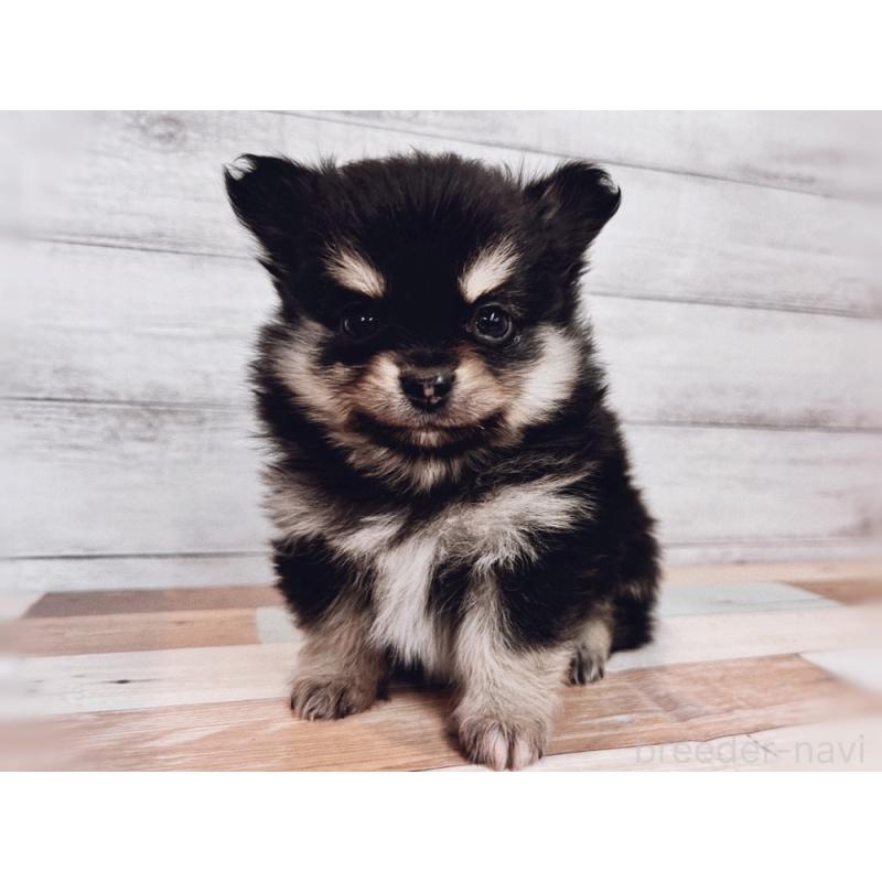 成約済の新潟県のポメチワ:ポメラニアン×チワワ-429650の2枚目