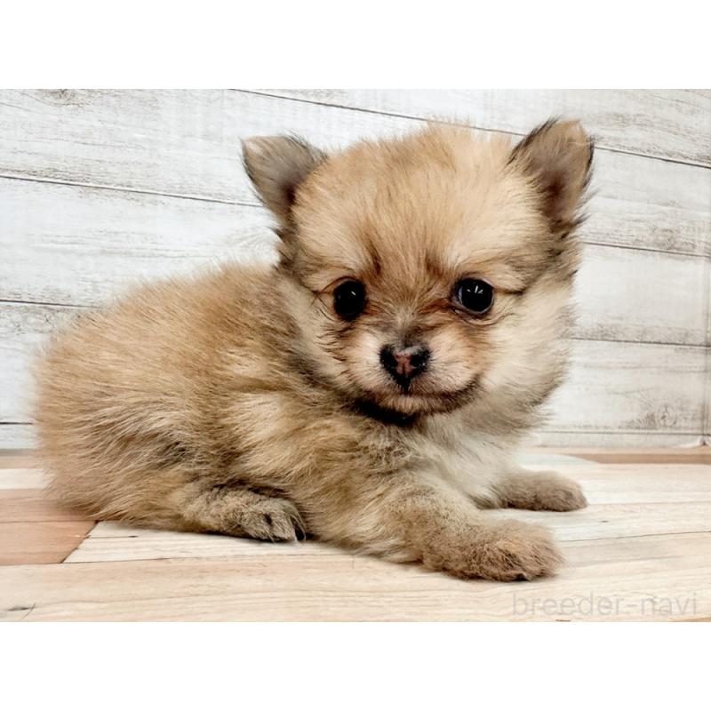 販売中の新潟県のポメチワ:ポメラニアン×チワワ-433929の5枚目