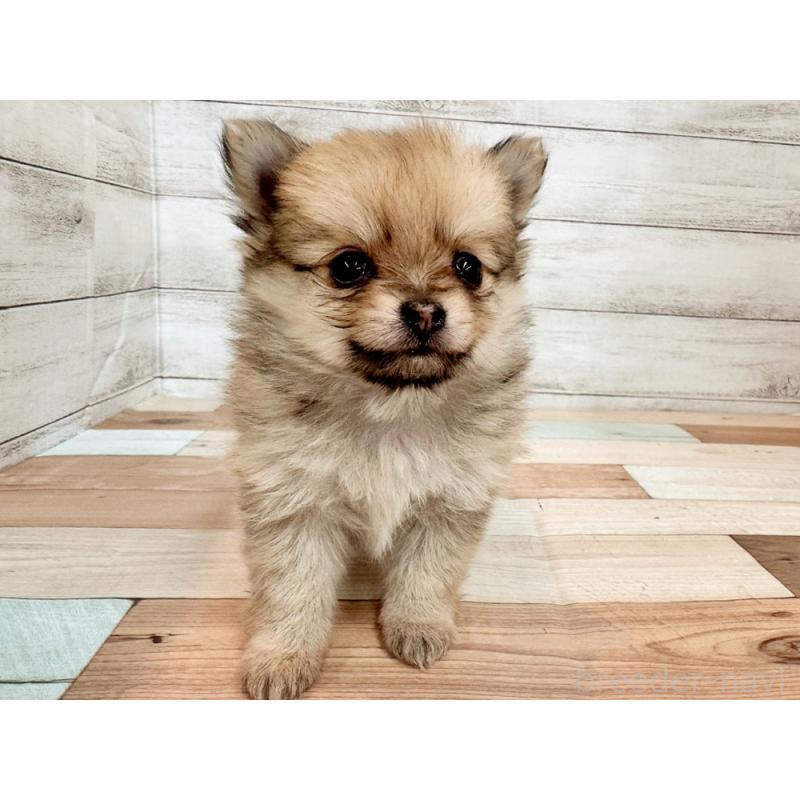 販売中の新潟県のポメチワ:ポメラニアン×チワワ-433929の4枚目