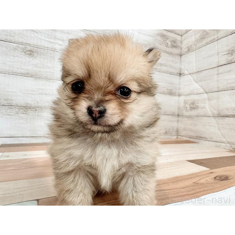 販売中の新潟県のポメチワ:ポメラニアン×チワワ-433929の3枚目