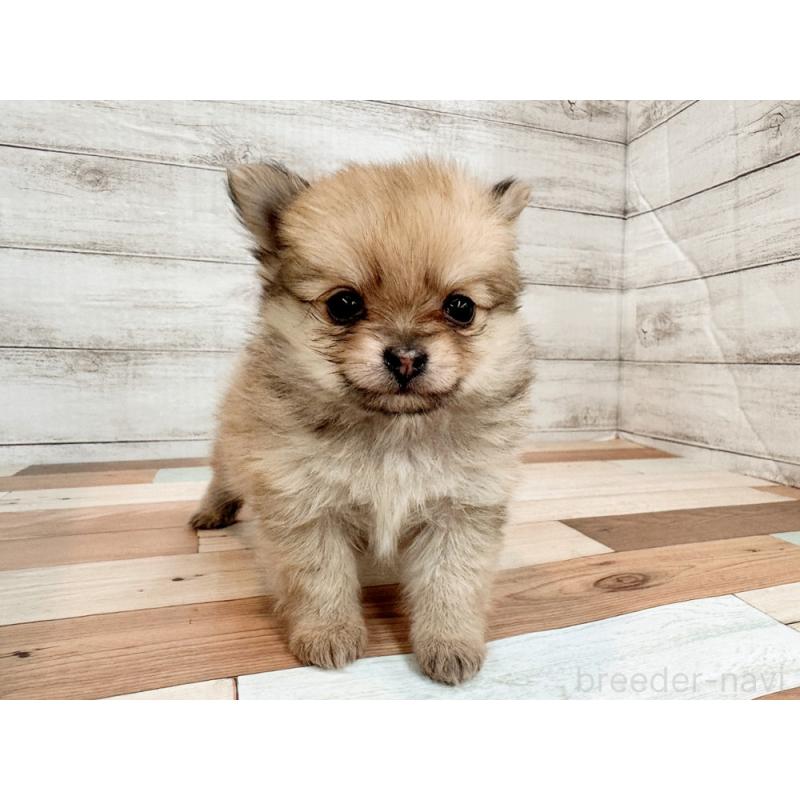 販売中の新潟県のポメチワ:ポメラニアン×チワワ-433929の2枚目