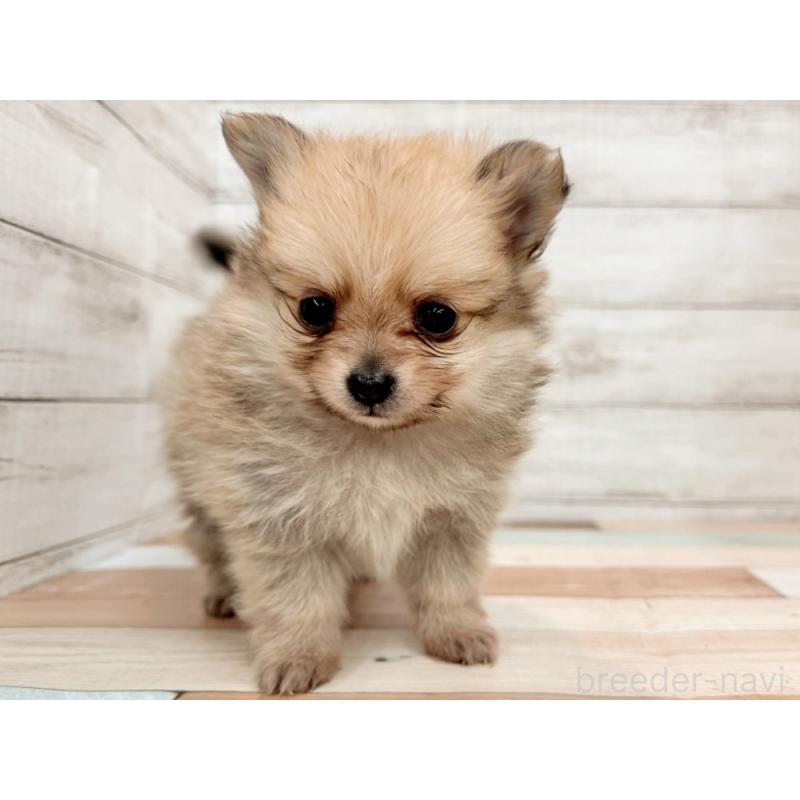 販売中の新潟県のポメチワ:ポメラニアン×チワワ-433930の5枚目