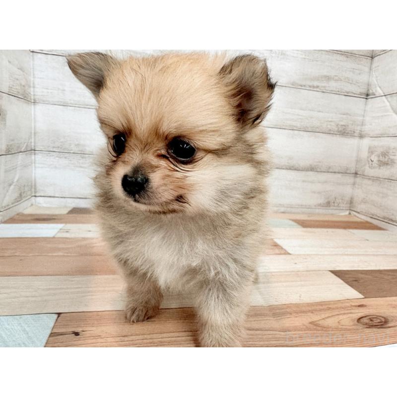 販売中の新潟県のポメチワ:ポメラニアン×チワワ-433930の4枚目