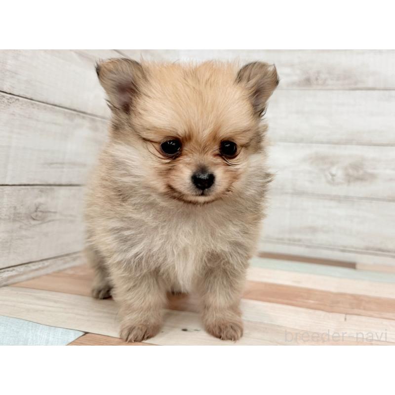 販売中の新潟県のポメチワ:ポメラニアン×チワワ-433930の3枚目