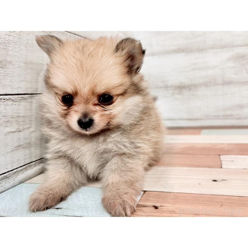 販売中の新潟県のポメチワ:ポメラニアン×チワワ-433930の2枚目