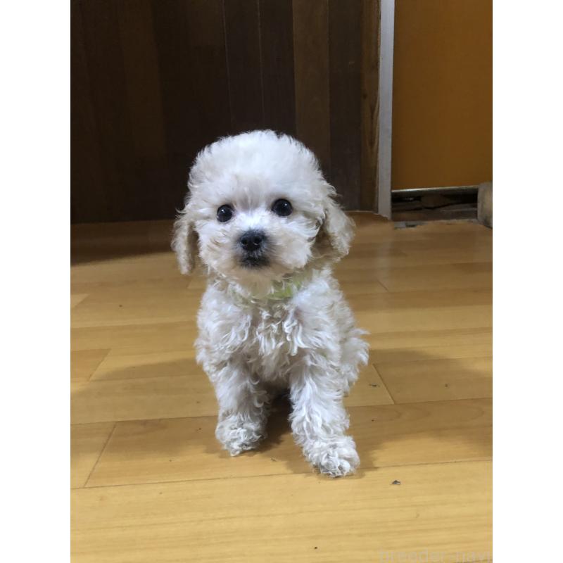 販売中の兵庫県のトイプードル-431958