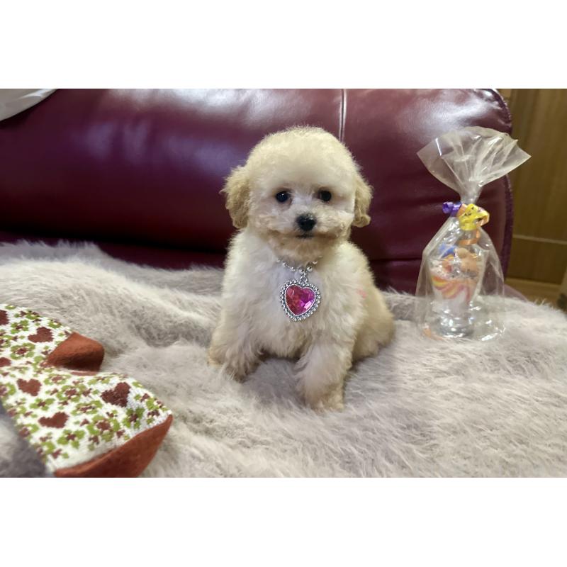 販売中の熊本県のトイプードル-430328