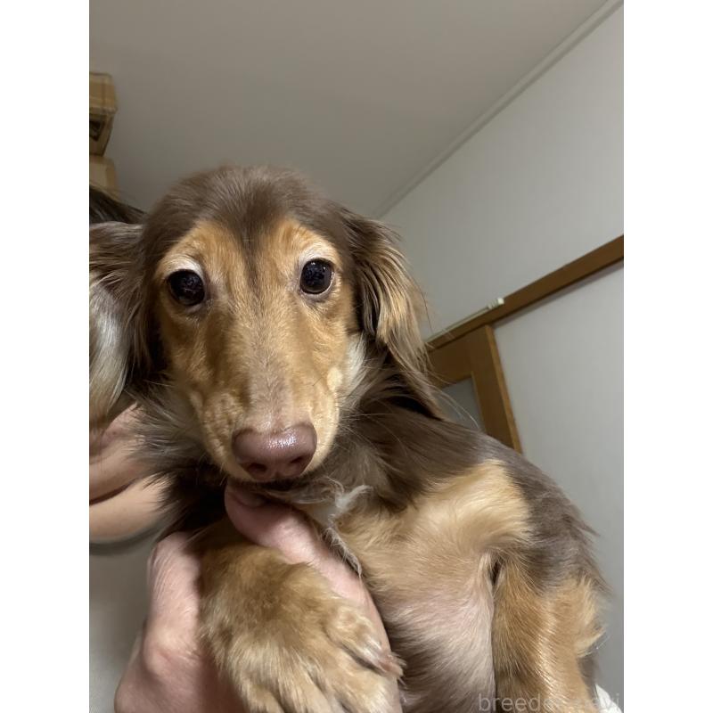 販売中の福岡県のミニチュアダックスフンド(ロングヘアード)-385924の2枚目