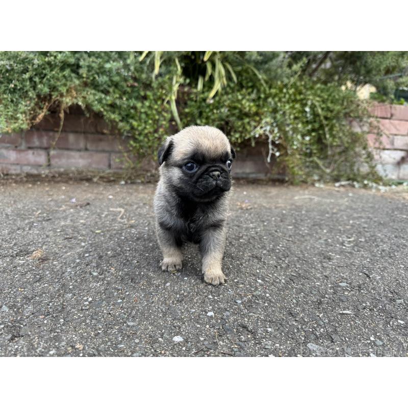 販売中の福岡県のパグ-433932の5枚目