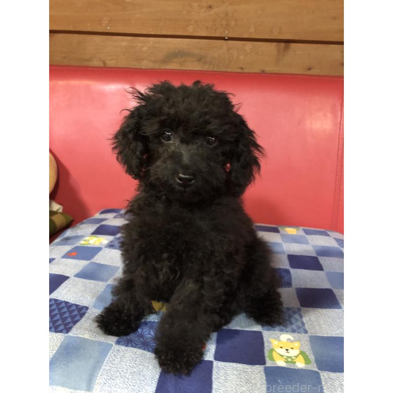 販売中の兵庫県のトイプードル-431955