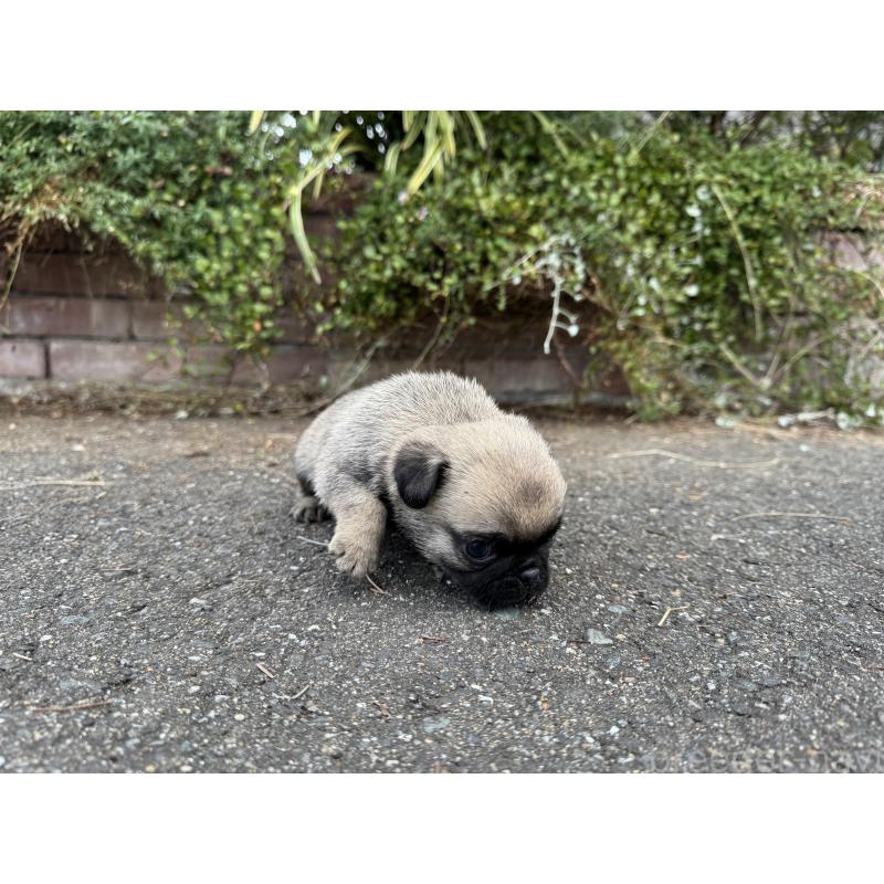 販売中の福岡県のパグ-433933の5枚目