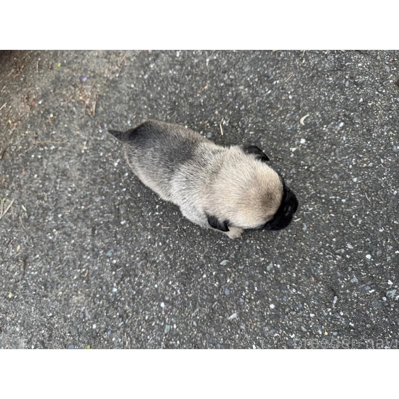 販売中の福岡県のパグ-433933の4枚目