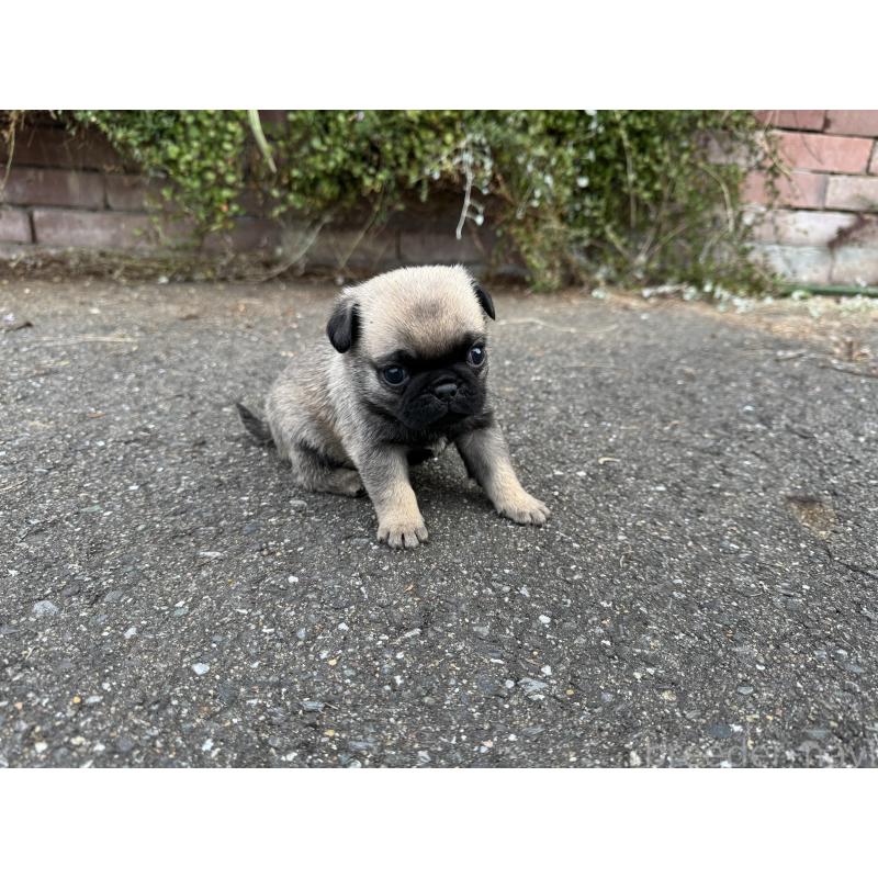 販売中の福岡県のパグ-433933の3枚目