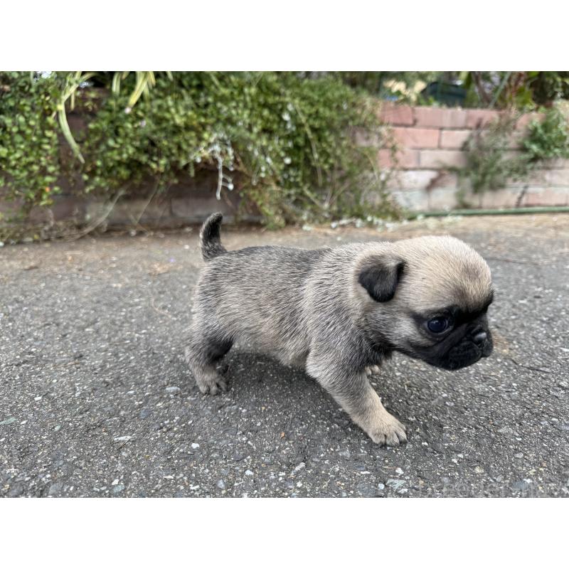 販売中の福岡県のパグ-433933の2枚目