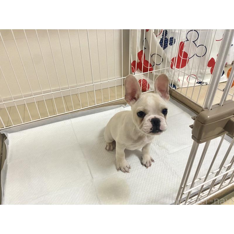 成約済の佐賀県のフレンチブルドッグ-422263の3枚目