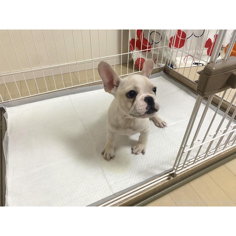 成約済の佐賀県のフレンチブルドッグ-422263の2枚目