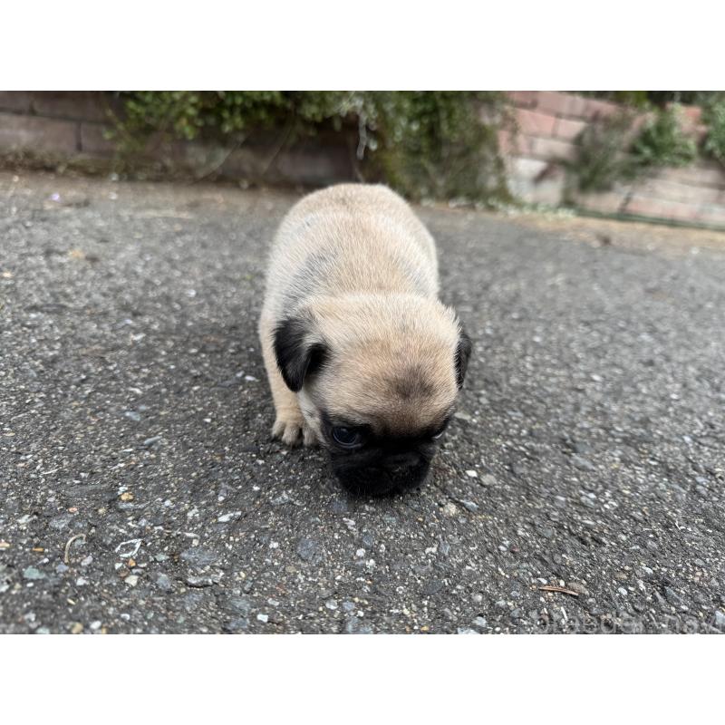 販売中の福岡県のパグ-433934の5枚目