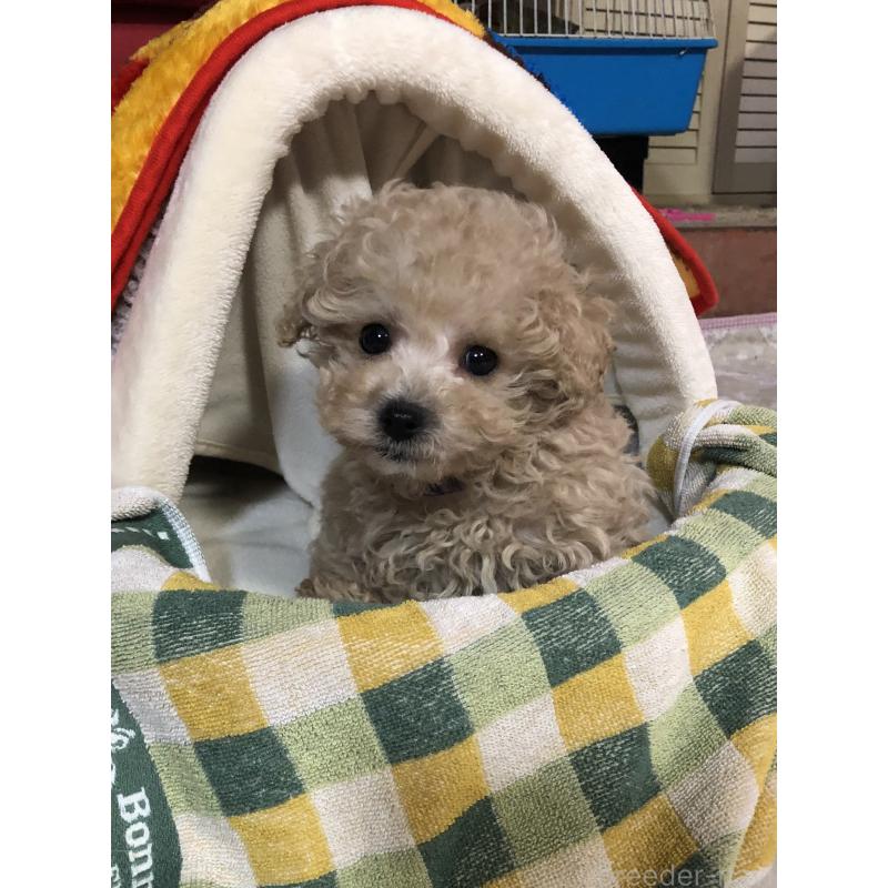 販売中の兵庫県のトイプードル-431957