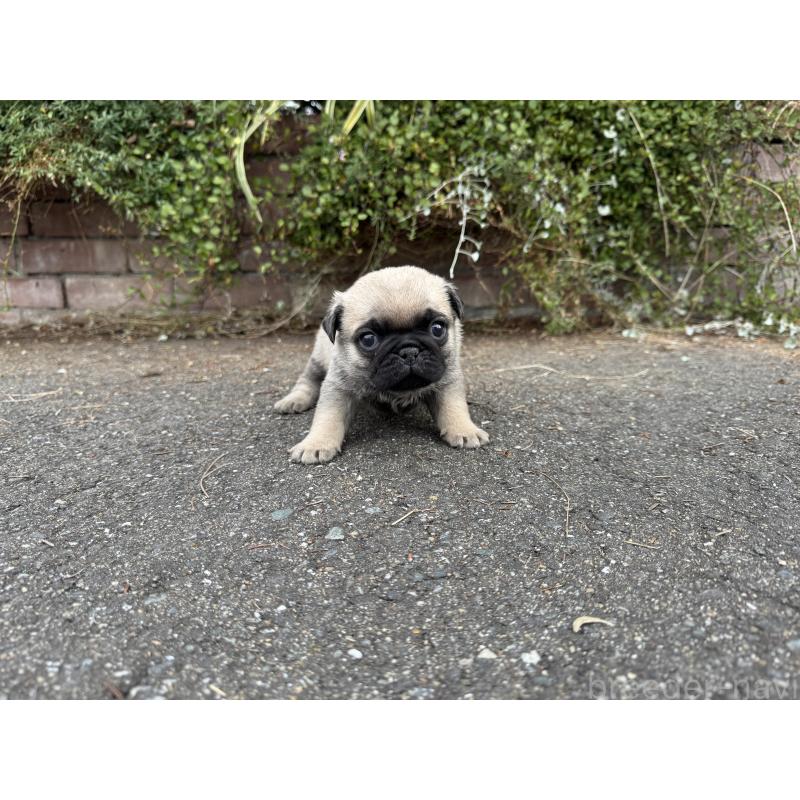 販売中の福岡県のパグ-433935の6枚目