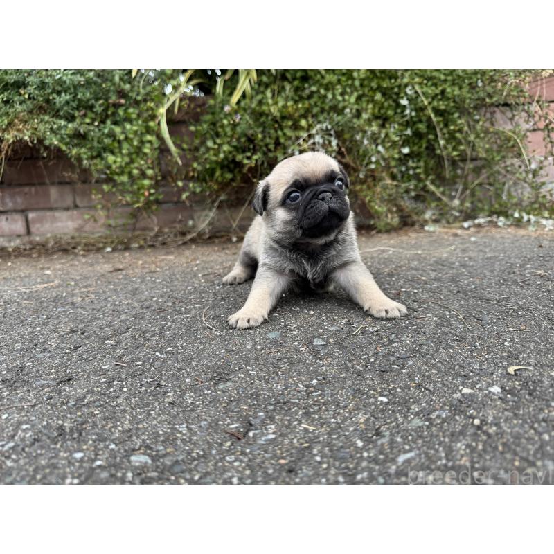 販売中の福岡県のパグ-433935の5枚目
