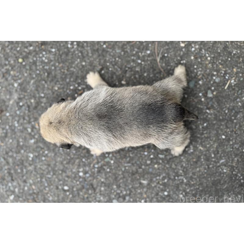 販売中の福岡県のパグ-433935の4枚目