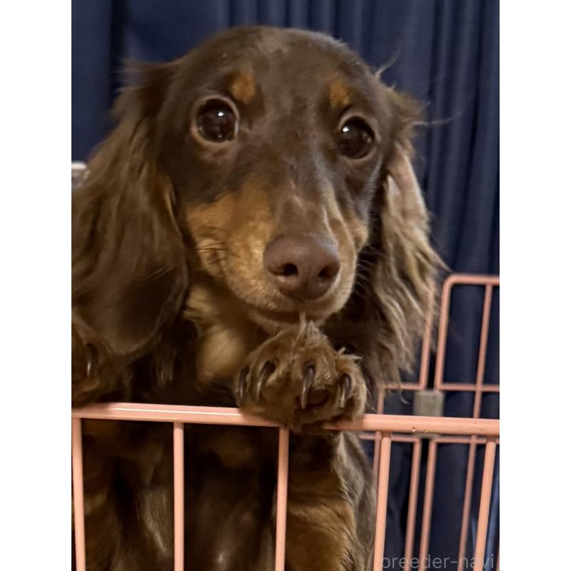 販売中の福岡県のミニチュアダックスフンド(ロングヘアード)-389430