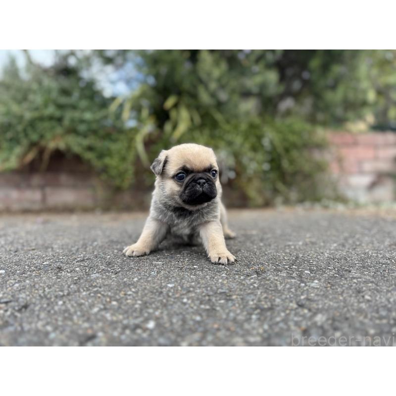 販売中の福岡県のパグ-433936の7枚目