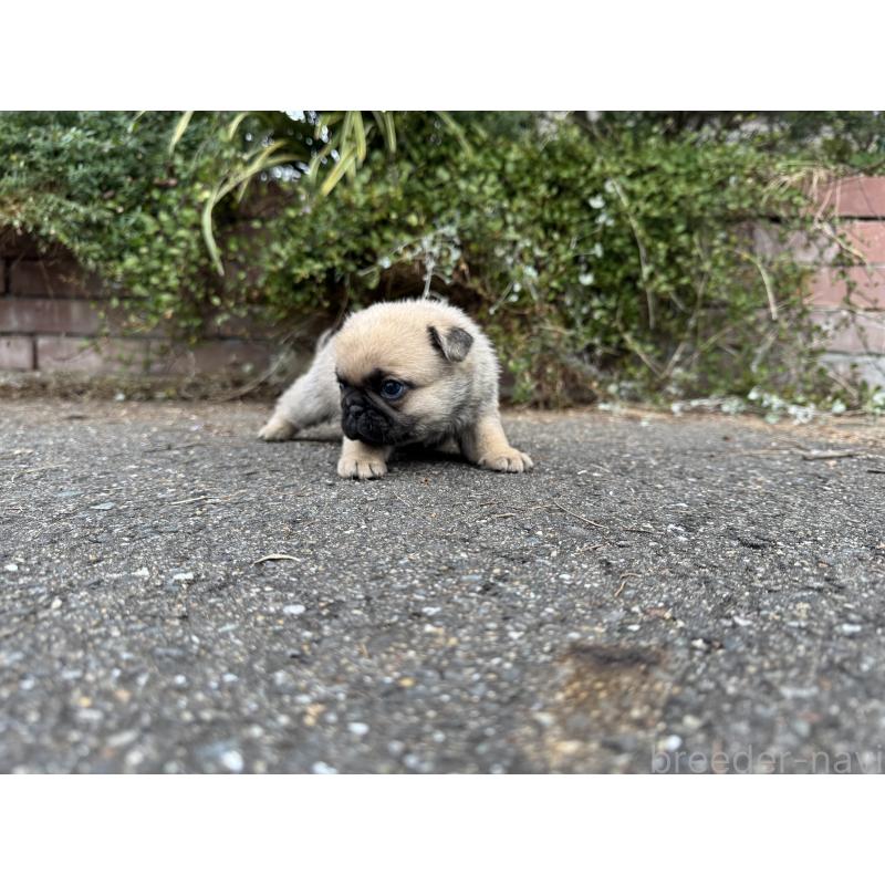 販売中の福岡県のパグ-433936の6枚目