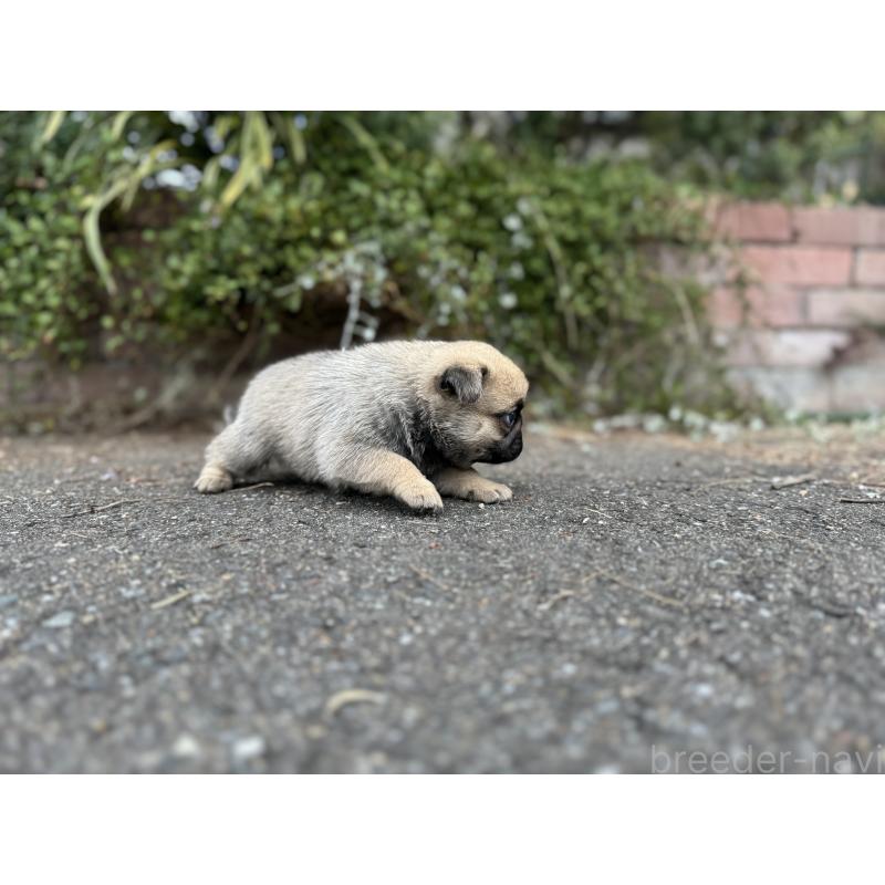 販売中の福岡県のパグ-433936の5枚目