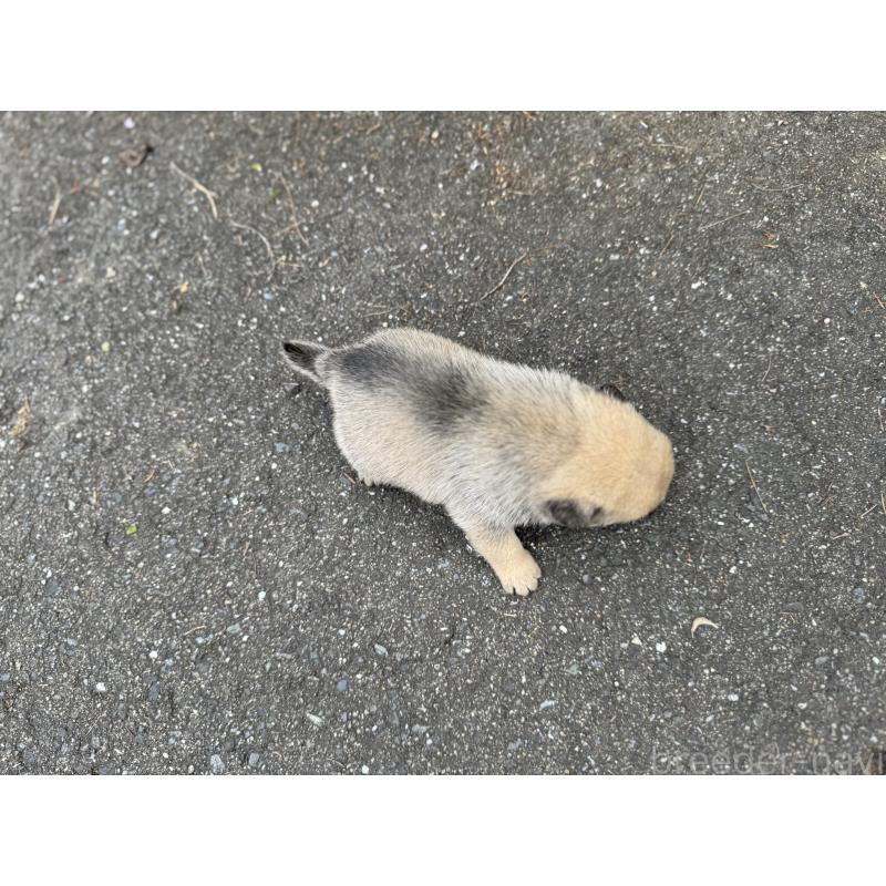 販売中の福岡県のパグ-433936の4枚目