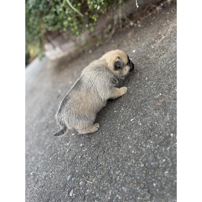 販売中の福岡県のパグ-433936の3枚目