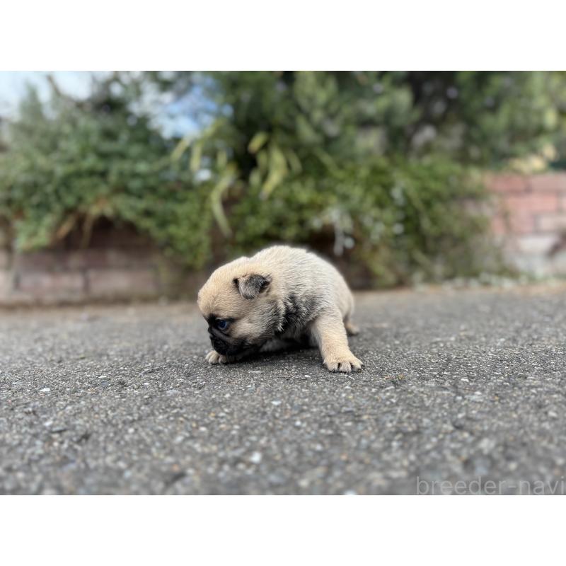 販売中の福岡県のパグ-433936の2枚目