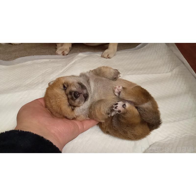 販売中の熊本県の豆柴-435159の3枚目