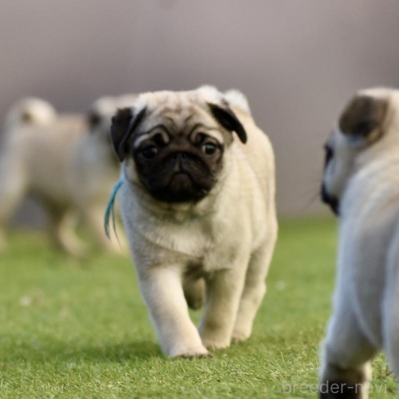 販売中の群馬県のパグ-433937の11枚目