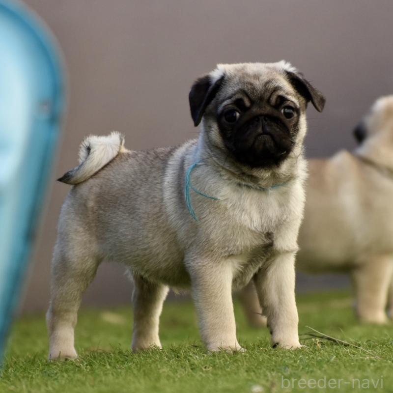 販売中の群馬県のパグ-433937の10枚目