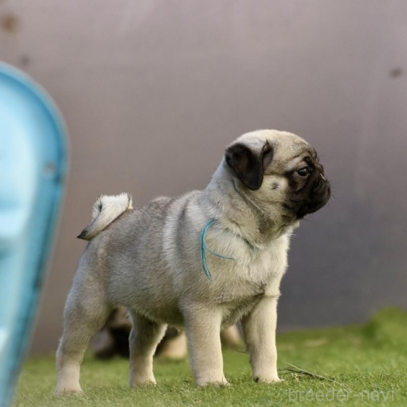 販売中の群馬県のパグ-433937の9枚目