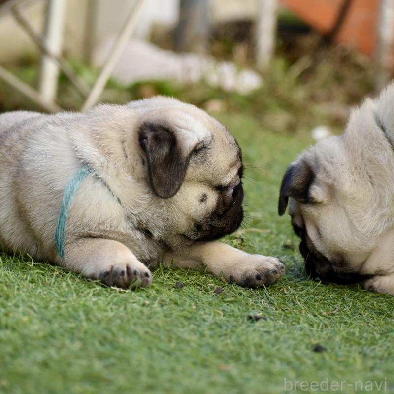 販売中の群馬県のパグ-433937の8枚目