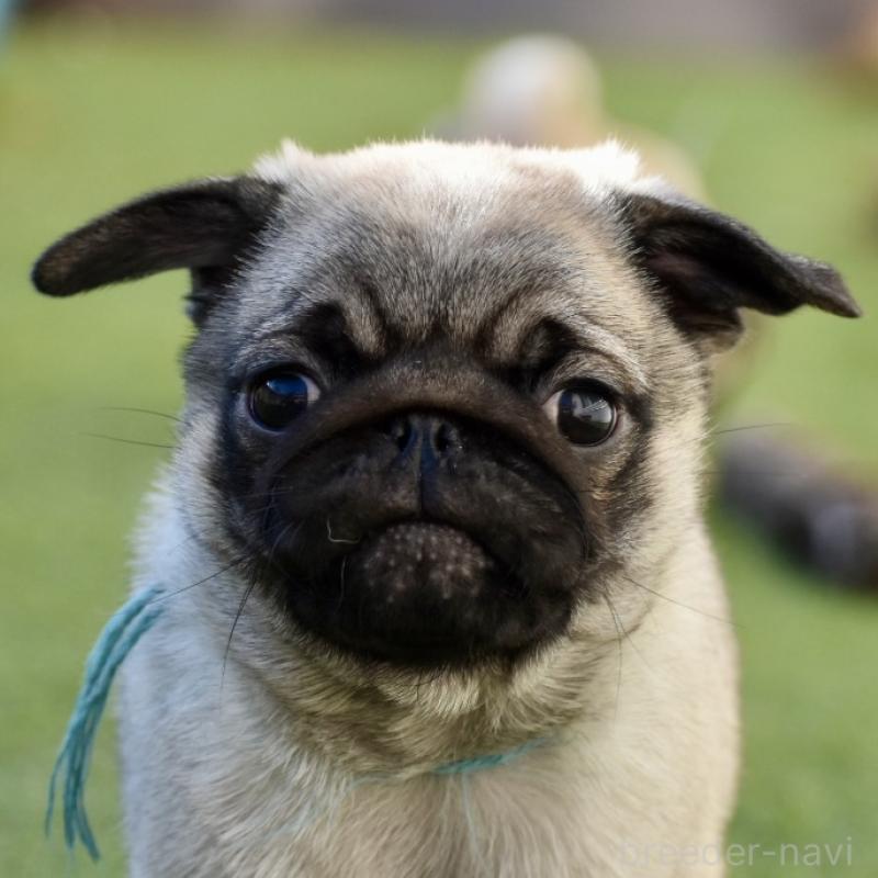 販売中の群馬県のパグ-433937