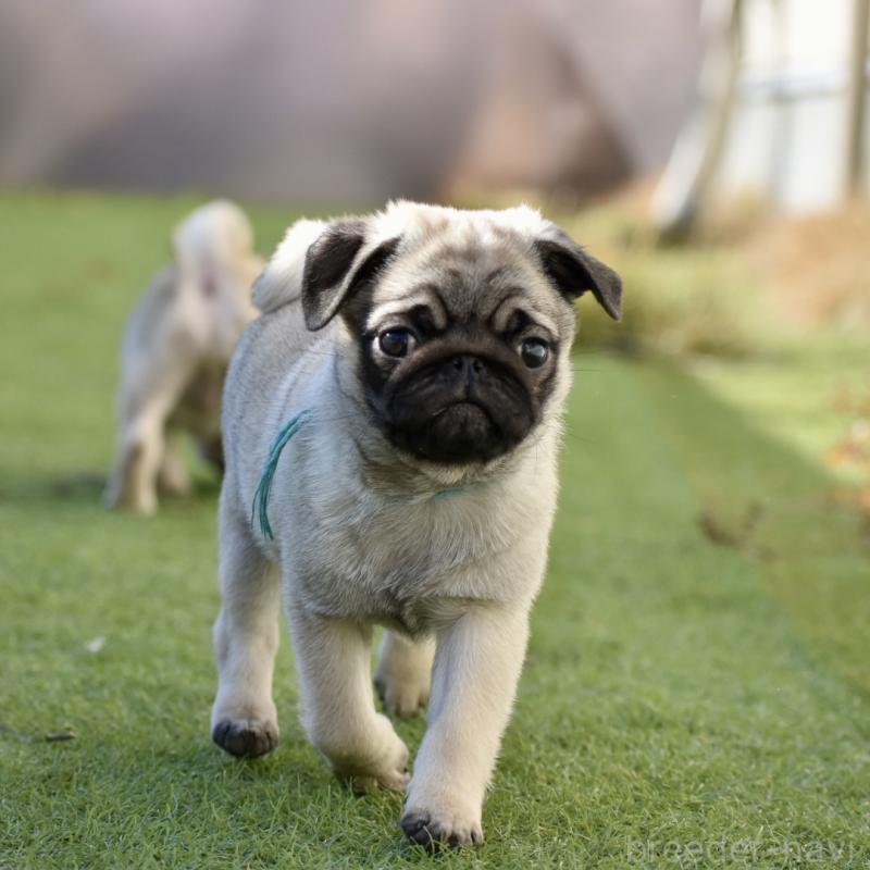 販売中の群馬県のパグ-433937の7枚目