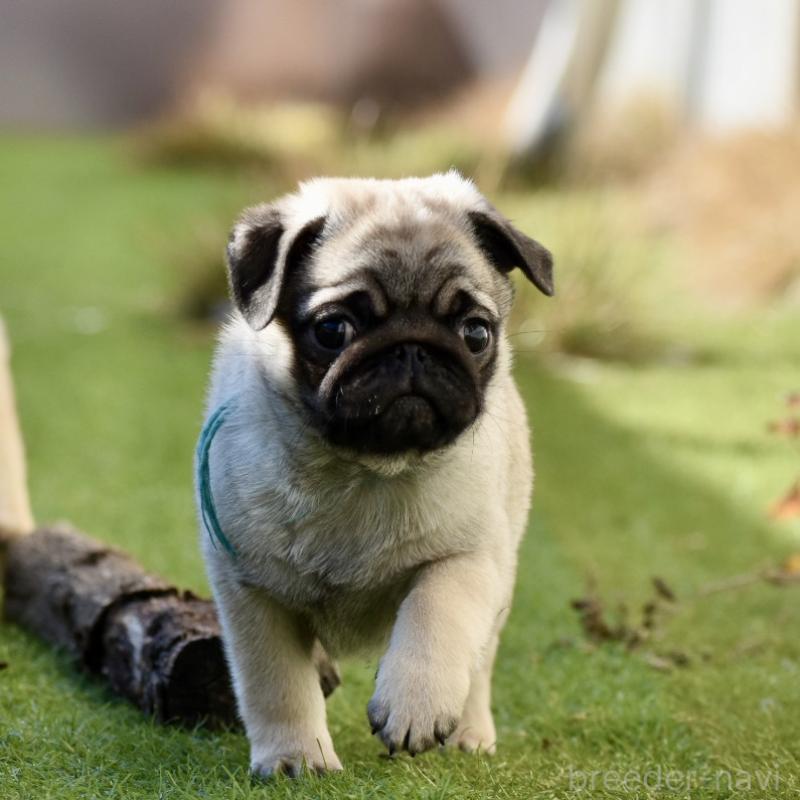 販売中の群馬県のパグ-433937の6枚目