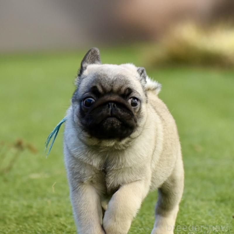 販売中の群馬県のパグ-433937の5枚目