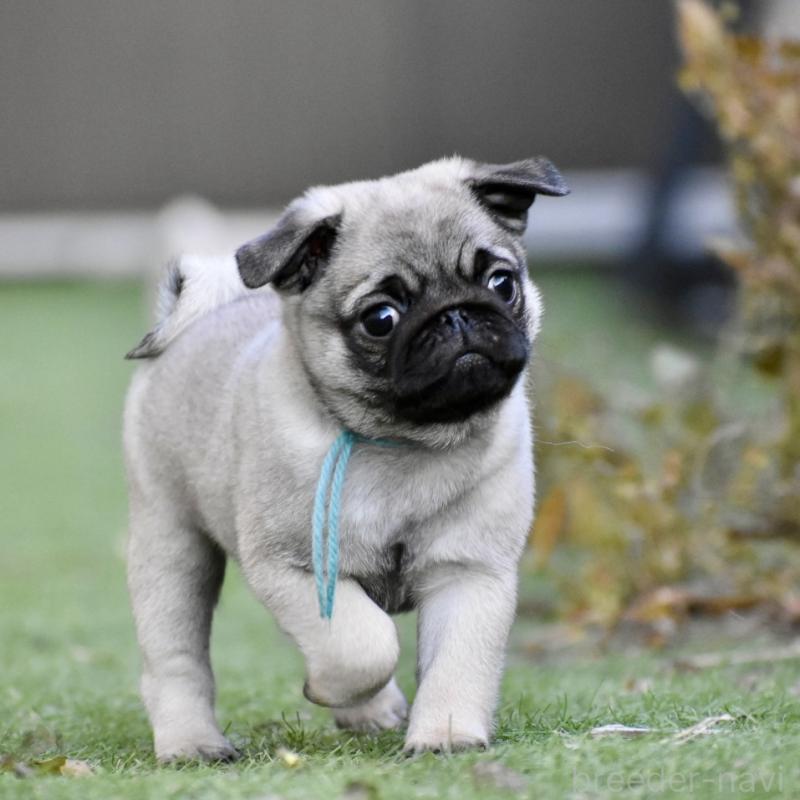 販売中の群馬県のパグ-433937の4枚目