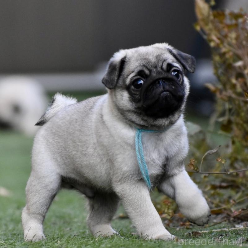 販売中の群馬県のパグ-433937の3枚目