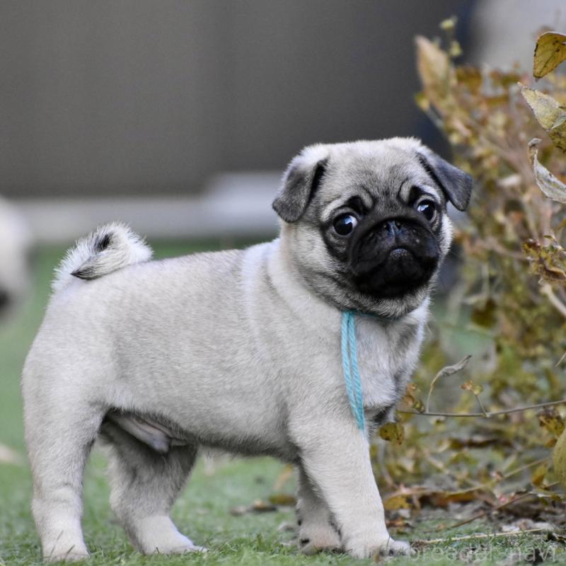 販売中の群馬県のパグ-433937の2枚目