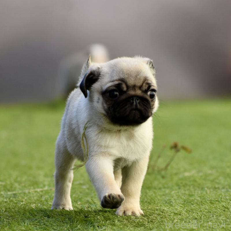 販売中の群馬県のパグ-433938の10枚目