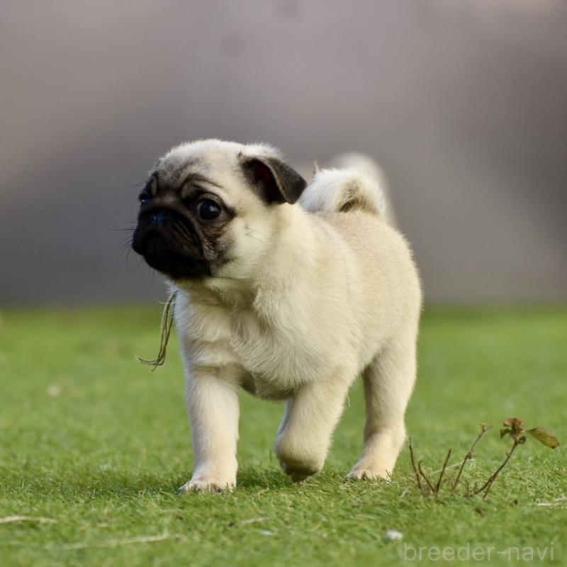 販売中の群馬県のパグ-433938の8枚目