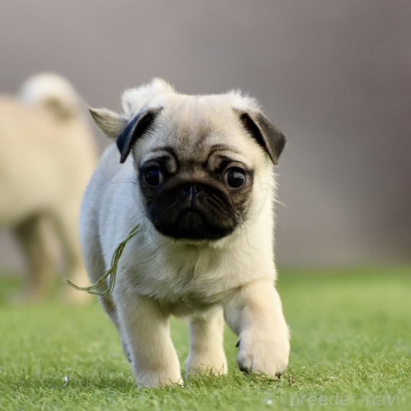 販売中の群馬県のパグ-433938の7枚目